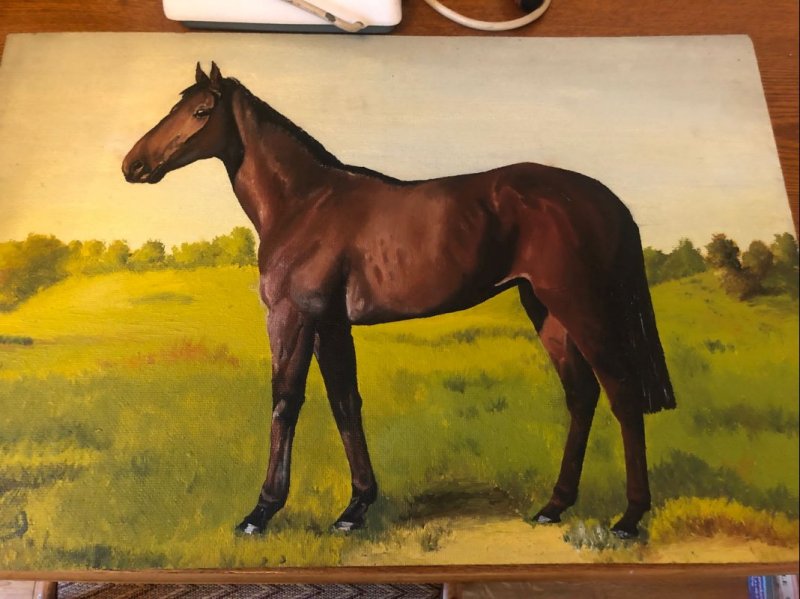racehorse